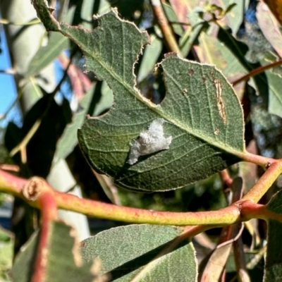 Psylloidea (super family) (Psylloids) at Aranda, ACT - 9 Feb 2024 by KMcCue