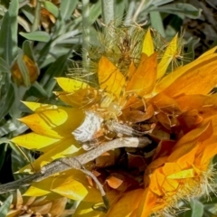 Zygometis xanthogaster (Crab spider or Flower spider) at Aranda, ACT - 7 Feb 2024 by KMcCue