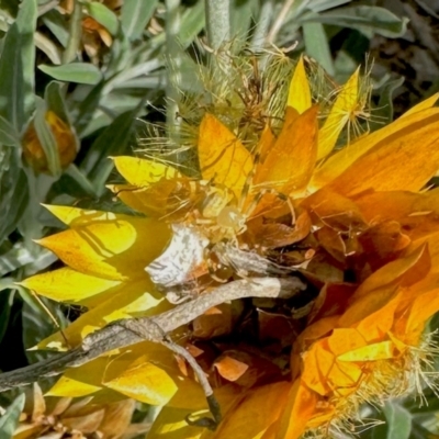 Zygometis xanthogaster (Crab spider or Flower spider) at Aranda, ACT - 8 Feb 2024 by KMcCue