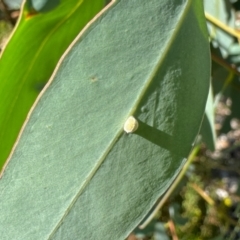 Unidentified Insect at Aranda, ACT - 8 Feb 2024 by KMcCue