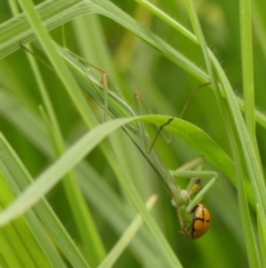 Unidentified Praying mantis (Mantodea) at Wingecarribee Local Government Area - 11 Feb 2024 by Curiosity