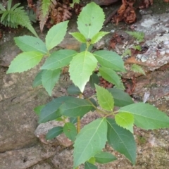 Hedycarya angustifolia (Austral Mulberry) at Bowral, NSW - 12 Feb 2024 by plants