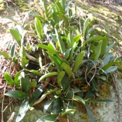 Dendrobium speciosum var. speciosum (Sydney Rock Orchid) at Mittagong, NSW - 11 Feb 2024 by plants