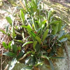 Dendrobium speciosum var. speciosum (Sydney Rock Orchid) at Mittagong, NSW - 12 Feb 2024 by plants
