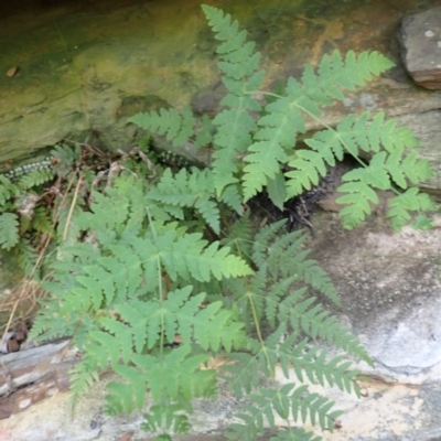 Histiopteris incisa (Bat's-Wing Fern) at Mittagong, NSW - 12 Feb 2024 by plants