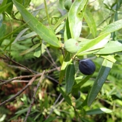 Santalum obtusifolium (Coastal Sandalwood) at Mittagong, NSW - 12 Feb 2024 by plants