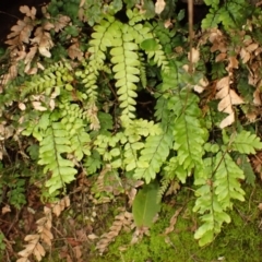 Adiantum hispidulum var. hispidulum (Rough Maidenhair) at Mittagong, NSW - 12 Feb 2024 by plants