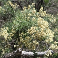 Cassinia quinquefaria (Rosemary Cassinia) at Berrima, NSW - 11 Feb 2024 by plants