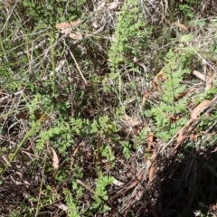 Cheilanthes sieberi subsp. sieberi (Mulga Rock Fern) at Berrima, NSW - 11 Feb 2024 by plants