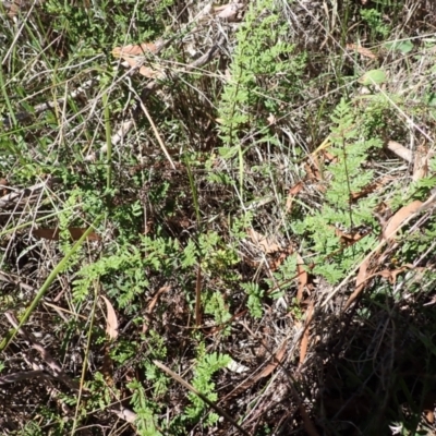 Cheilanthes sieberi subsp. sieberi (Mulga Rock Fern) at Berrima, NSW - 11 Feb 2024 by plants