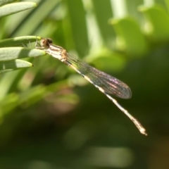 Austrolestes leda (Wandering Ringtail) at Wingecarribee Local Government Area - 11 Feb 2024 by Curiosity