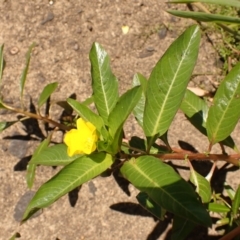 Ludwigia peploides subsp. montevidensis (Water Primrose) at Berrima, NSW - 11 Feb 2024 by plants