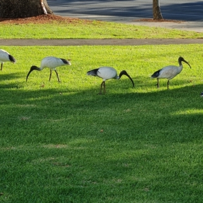 Threskiornis molucca (Australian White Ibis) at Adelaide, SA - 12 Feb 2024 by Mike