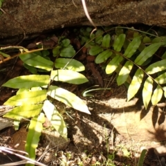 Blechnum minus (Soft Water Fern) at Berrima, NSW - 12 Feb 2024 by plants