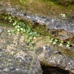 Asplenium flabellifolium (Necklace Fern) at Berrima, NSW - 12 Feb 2024 by plants