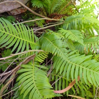 Blechnum nudum (Fishbone Water Fern) at Berrima, NSW - 12 Feb 2024 by plants