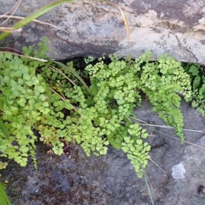 Adiantum aethiopicum (Common Maidenhair Fern) at Berrima, NSW - 12 Feb 2024 by plants