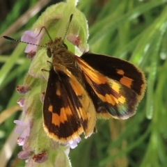 Ocybadistes walkeri (Green Grass-dart) at Hughes, ACT - 11 Feb 2024 by RobParnell