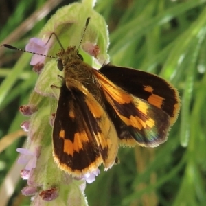 Ocybadistes walkeri at Hughes, ACT - 11 Feb 2024 02:05 PM