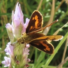 Ocybadistes walkeri at Hughes, ACT - 11 Feb 2024 02:05 PM