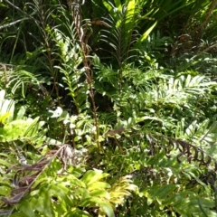 Blechnum minus (Soft Water Fern) at Berrima, NSW - 12 Feb 2024 by plants