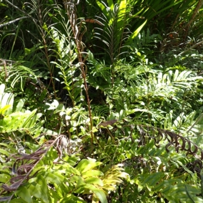 Blechnum minus (Soft Water Fern) at Berrima, NSW - 12 Feb 2024 by plants