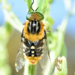 Scaptia (Scaptia) auriflua (A flower-feeding march fly) at Sutton, NSW - 12 Feb 2024 by Simone