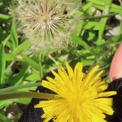 Hypochaeris radicata (Cat's Ear, Flatweed) at Griffith, ACT - 9 Feb 2024 by RobParnell