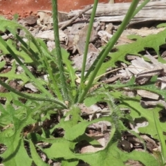 Hypochaeris radicata at Griffith, ACT - 9 Feb 2024