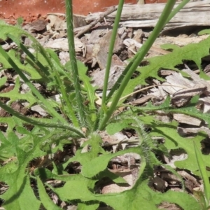 Hypochaeris radicata at Griffith, ACT - 9 Feb 2024