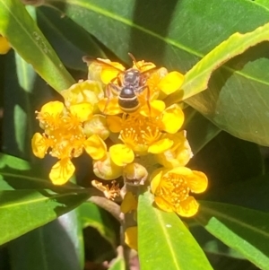 Lasioglossum (Australictus) peraustrale at Theodore, ACT - 11 Feb 2024