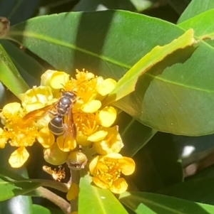 Lasioglossum (Australictus) peraustrale at Theodore, ACT - 11 Feb 2024