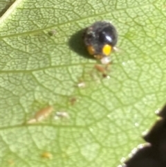 Apolinus lividigaster (Yellow Shouldered Ladybird) at Theodore, ACT - 11 Feb 2024 by Cardy