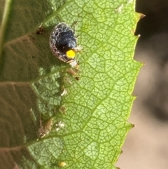 Apolinus lividigaster at Theodore, ACT - 11 Feb 2024