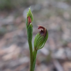Speculantha furva (Swarthy Tiny Greenhood) at Sassafras, NSW - 28 Jan 2024 by RobG1