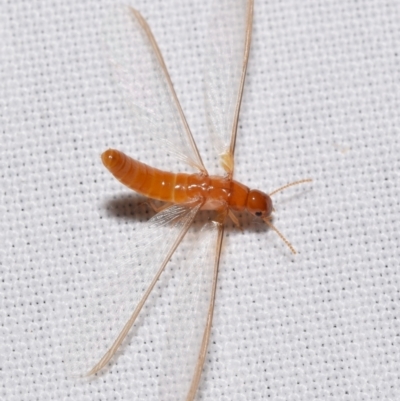 Unidentified Termite (superfamily Termitoidea) at Jerrabomberra, NSW - 11 Feb 2024 by DianneClarke