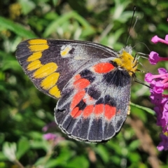 Delias harpalyce (Imperial Jezebel) at QPRC LGA - 13 Feb 2024 by MatthewFrawley