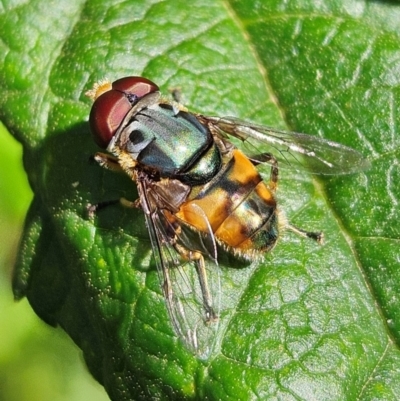 Austalis copiosa (Hover fly) at QPRC LGA - 13 Feb 2024 by MatthewFrawley