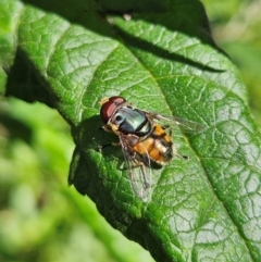 Austalis copiosa at QPRC LGA - 13 Feb 2024