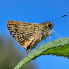 Dispar compacta (Barred Skipper) at QPRC LGA - 13 Feb 2024 by MatthewFrawley