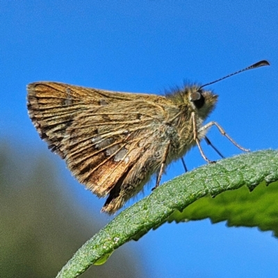 Dispar compacta (Barred Skipper) at QPRC LGA - 13 Feb 2024 by MatthewFrawley