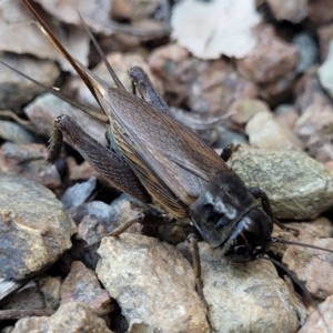 Teleogryllus commodus at Sullivans Creek, Lyneham South - 13 Feb 2024