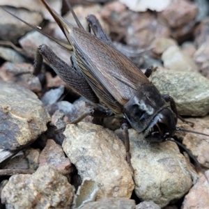 Teleogryllus commodus at Sullivans Creek, Lyneham South - 13 Feb 2024