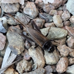 Teleogryllus commodus at Sullivans Creek, Lyneham South - 13 Feb 2024