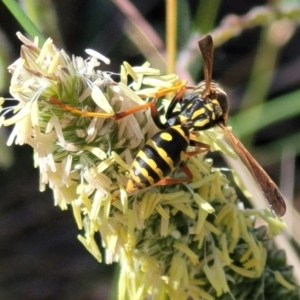 Polistes (Polistes) chinensis at City Renewal Authority Area - 13 Feb 2024 11:43 AM