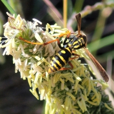 Polistes (Polistes) chinensis (Asian paper wasp) at Lyneham Wetland - 13 Feb 2024 by trevorpreston