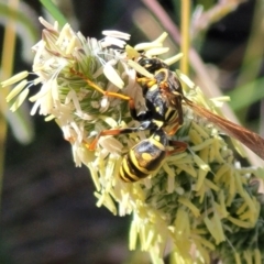 Polistes (Polistes) chinensis at City Renewal Authority Area - 13 Feb 2024 11:43 AM