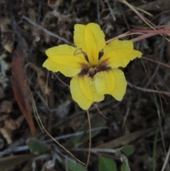 Goodenia hederacea subsp. hederacea (Ivy Goodenia, Forest Goodenia) at Mulligans Flat - 4 Nov 2023 by MichaelBedingfield