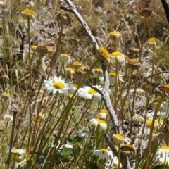 Leucanthemum x superbum (Shasta Daisy) at Tharwa, ACT - 11 Feb 2024 by DPRees125