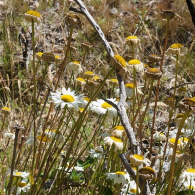 Leucanthemum x superbum (Shasta Daisy) at Tharwa, ACT - 11 Feb 2024 by DPRees125